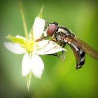 /album/rekordy-sveta/photolia-a02-jpg/