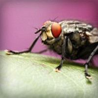 /album/rekordy-sveta/photolia-a08-jpg/